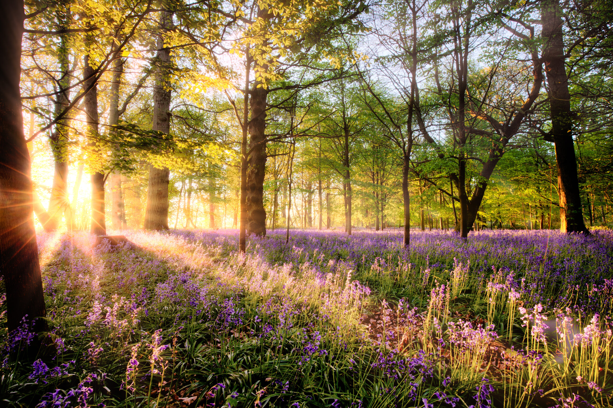 Embracing Spring with Rufford Tree Services